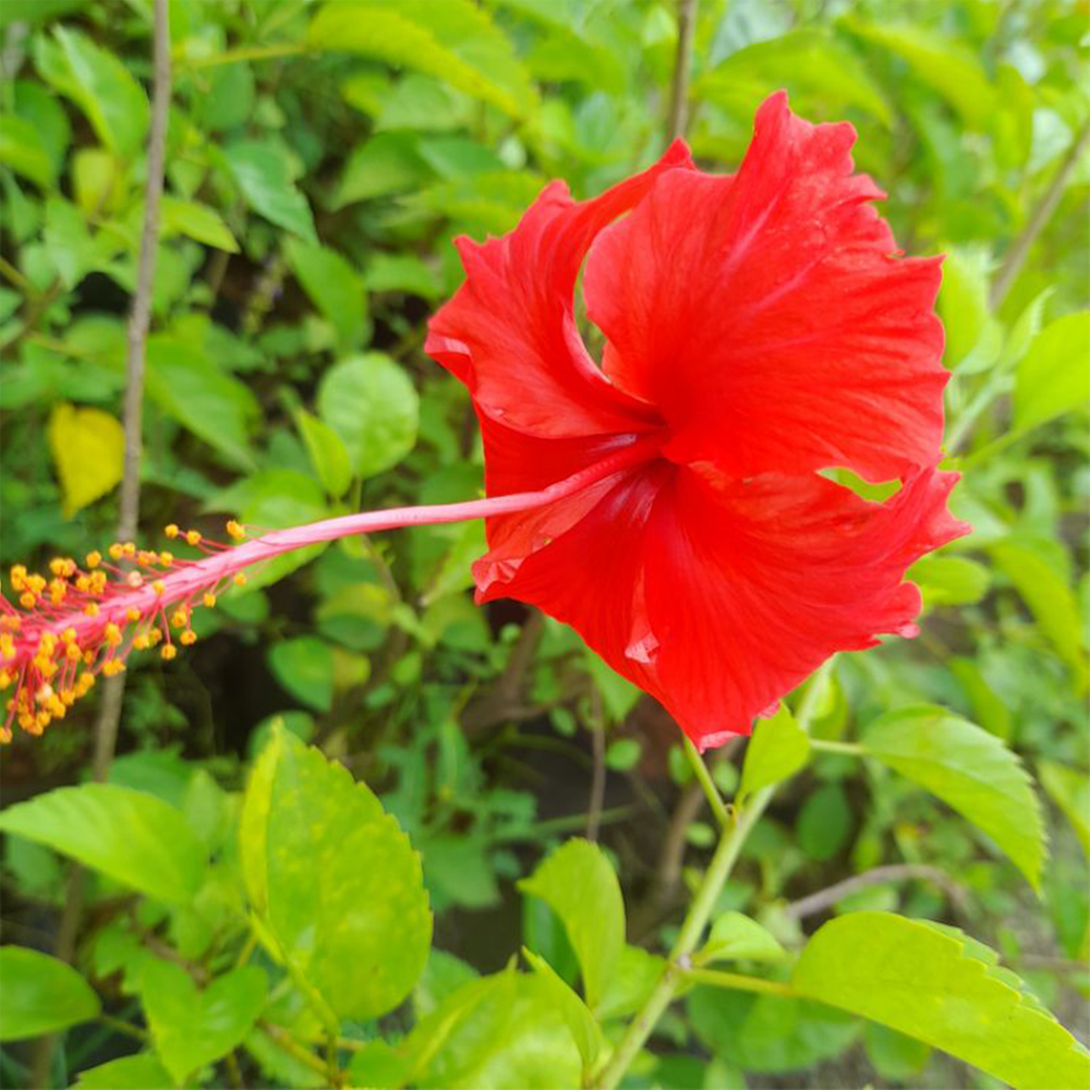 Nature Leaf – Joba Ful Gura / Hibiscus Flower Powder – 100gm